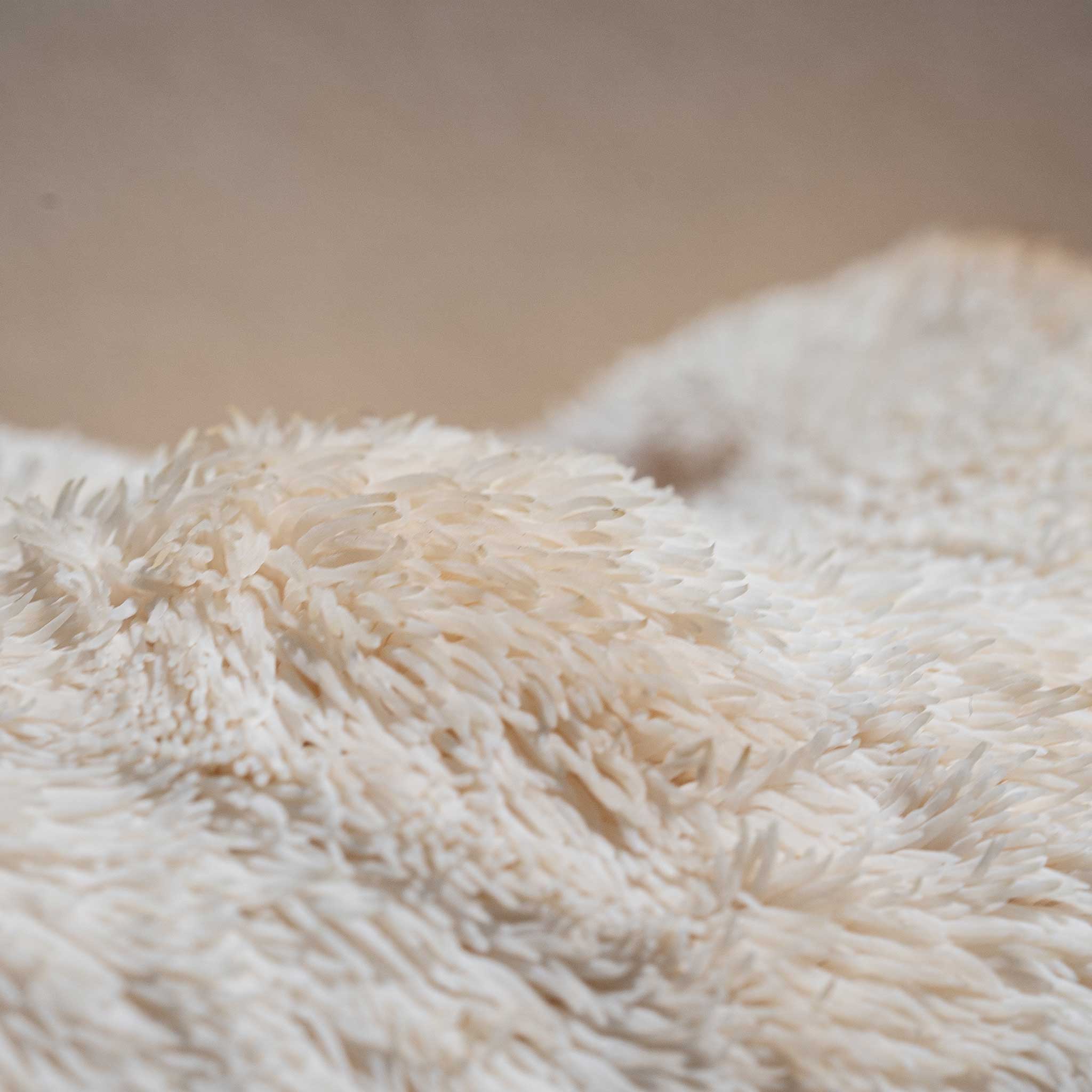 Close up of Lion's Mane Mushroom