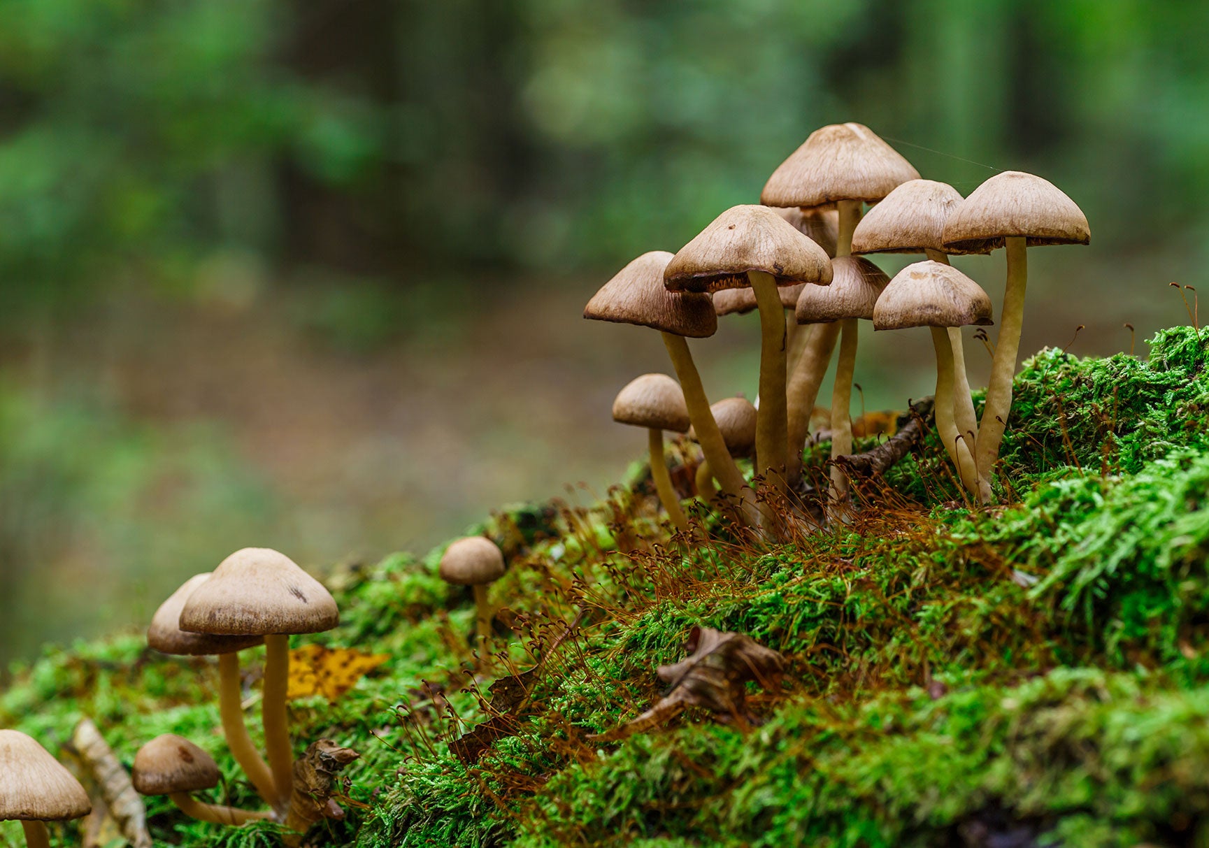 Functional mushrooms have both mycellium and fruiting bodies
