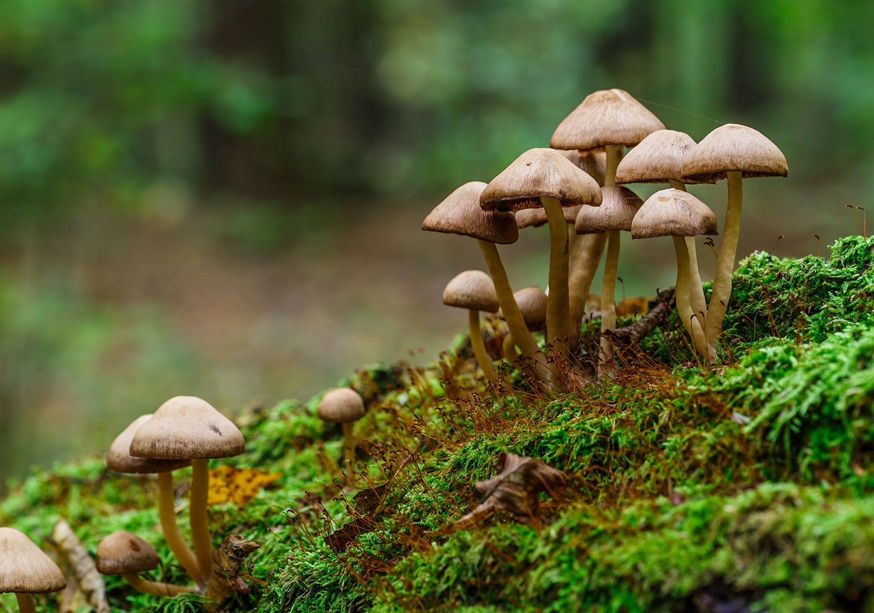 Close-up of a group of mushrooms growing on moss in a natural outdoor setting, showcasing various fungi shapes and textures.