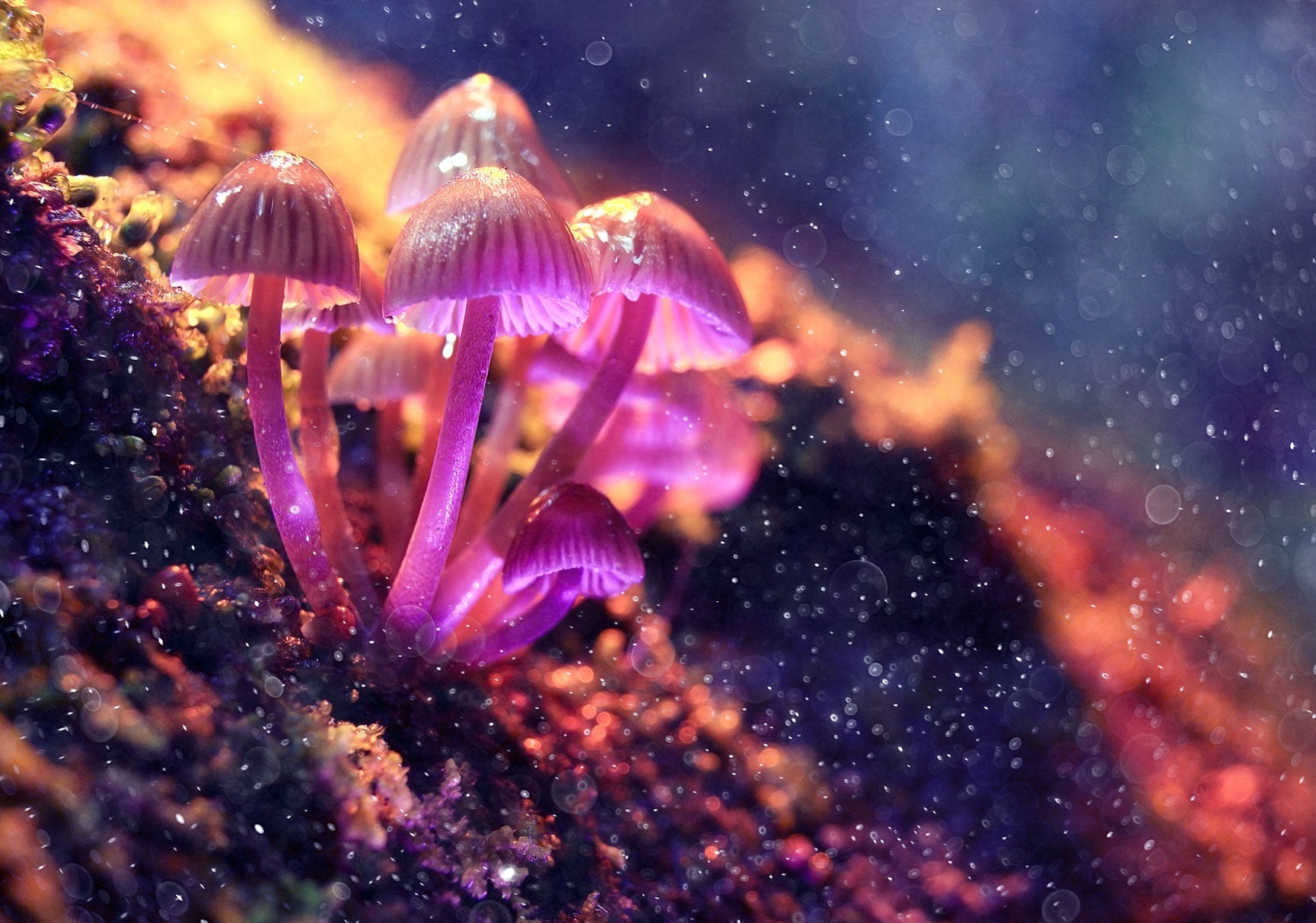 Purple mushrooms growing from a rock, shown in close-up detail, highlighting their unique texture and vibrant color. A finger points nearby for scale.