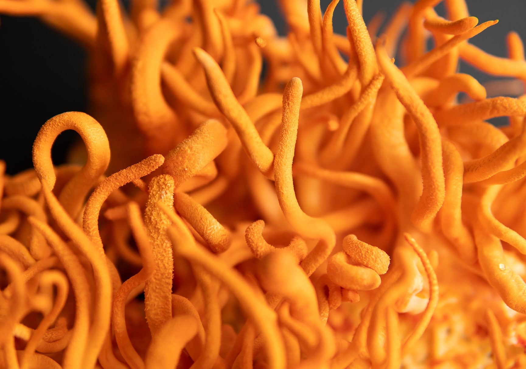 Close-up of orange tentacles intertwined with a yellow spiral, suggesting a marine invertebrate, emphasizing the intricate textures and vivid colors.