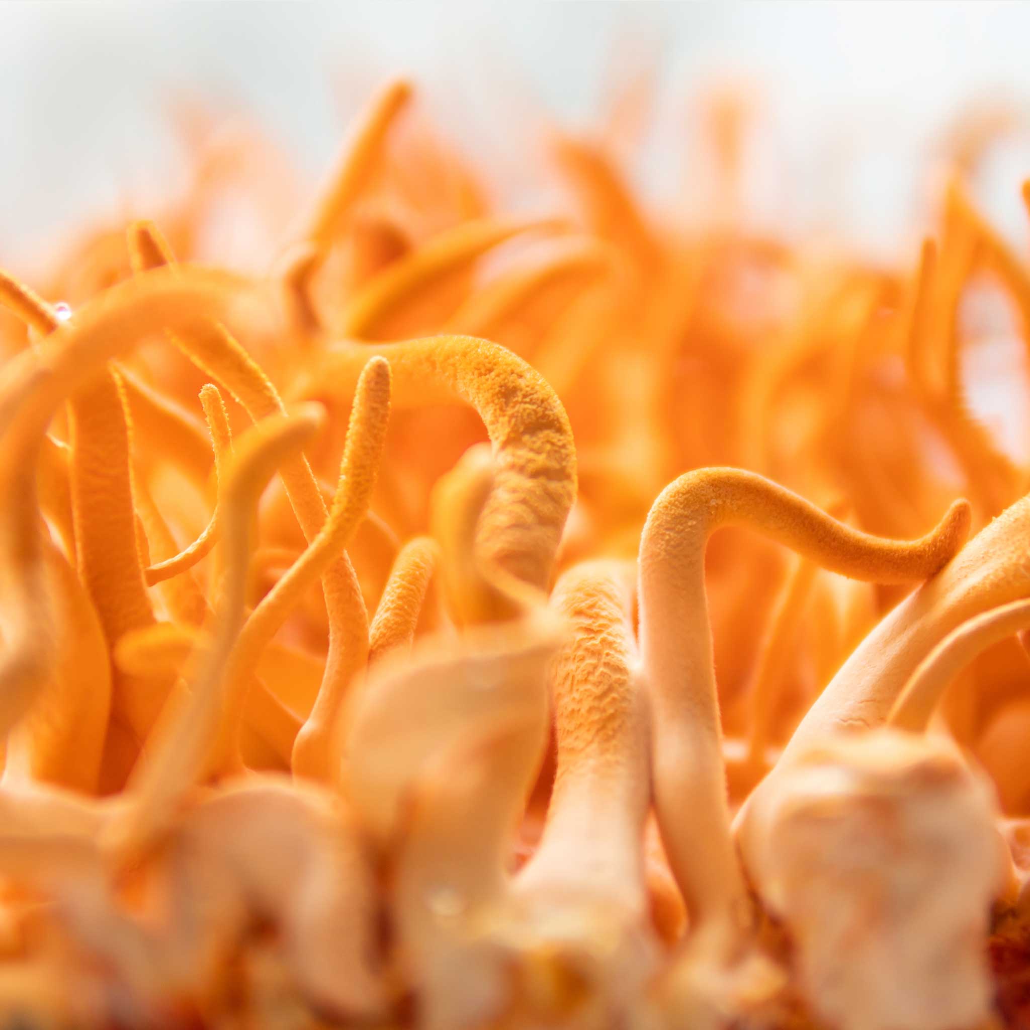 Close up of Cordyceps mushrooms