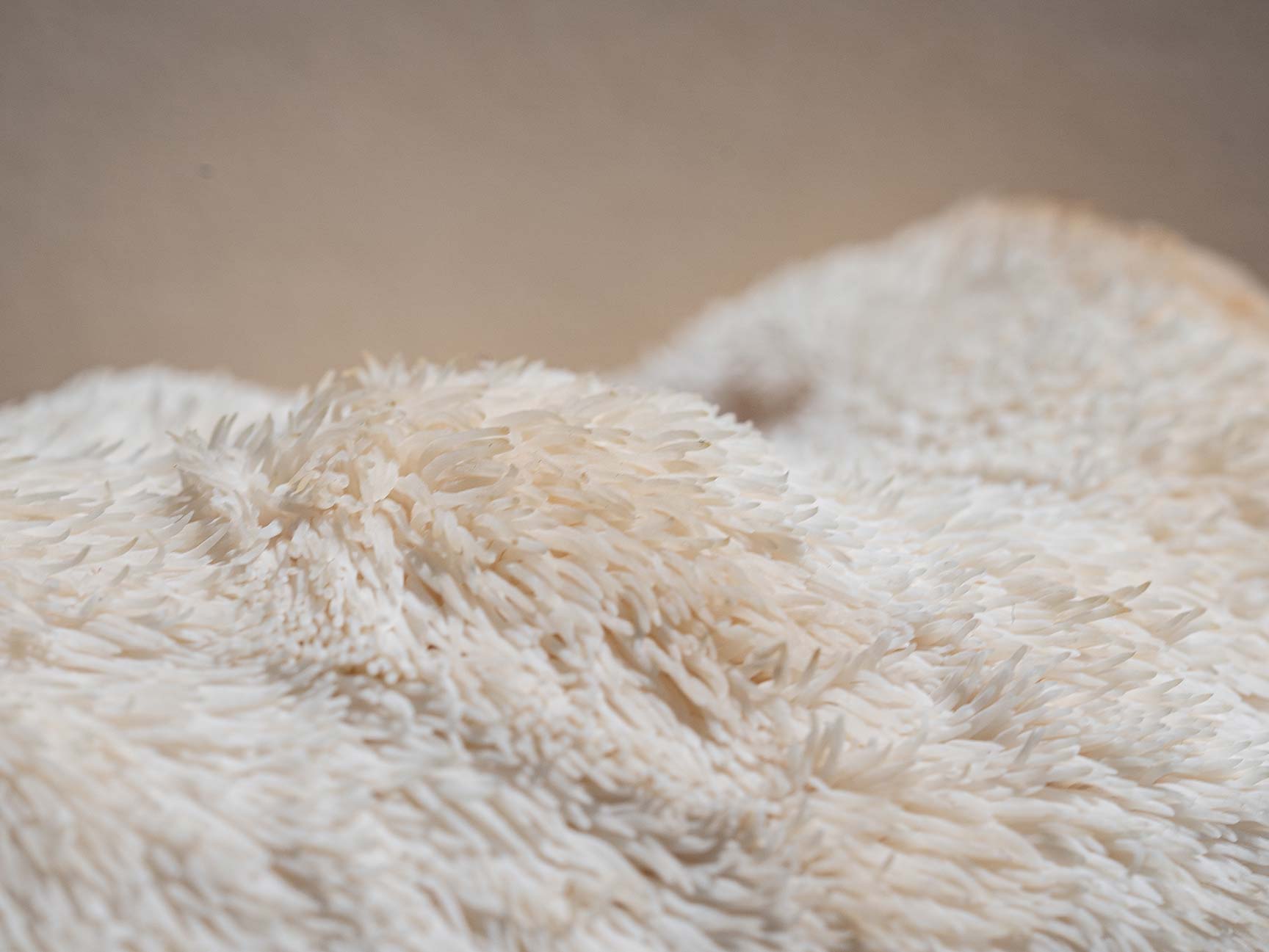 close up photo of lion's mane mushroom